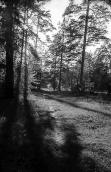 1979 р. Ліс у Новобіличах