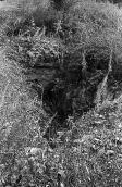 1983 р. Зарослий льох на городищі біля…