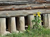 2007 р. Стендари бабинця