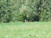 2007 р. Кам’яний придорожний хрест