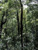 2007 р. Схил замкової гори