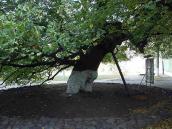 2007 р. Старовинна липа