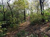 2007 р. Територія цвинтаря заросла лісом