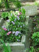 Могила М.О.Новицької (1896 – 1965)