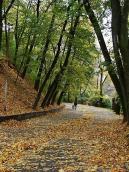 2008 р. Алея парку