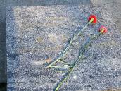 Надгробок О.О.Жукова