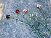 Надгробок Ю.В.Новикова