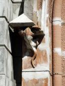 Консоль у вигляді ящірки