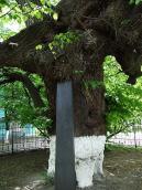 Стовбур з підпоркою