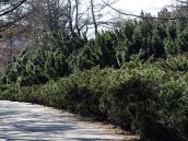 2011 р. Зарості китайського ялівцю