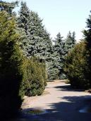 2011 р. Алея хвойних дерев