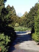 2011 р. Алея хвойних дерев