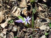 2011 р. Пролісок