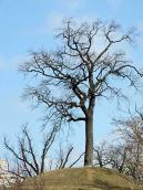 2011 р. Дерево на холмі на північний…