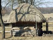 Саж із с.Хворостянівка