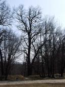 2011 р. Віковий дуб на узліссі