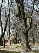 2011 р. Дві борті на дубі