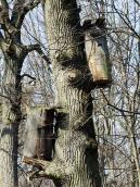 2011 р. Дві борті на дубі