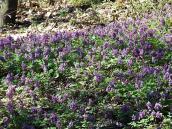 Первоцвіти