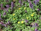 Первоцвіти