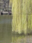 Плакуча верба