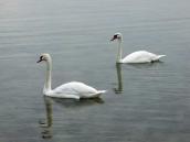 2011 р. Лебеді на озері Світязь