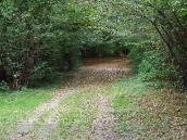 2011 р. Алея від входу