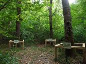 2011 р. Пам’ятні дерева