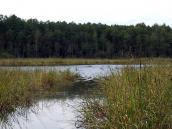 2011 р. Вид озера Нечімне