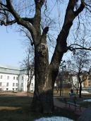 2012 р. Віковий ясен перед…