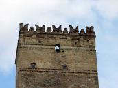 Верхні яруси