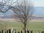Дерево на тлі долини й Долу