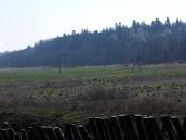 2013 р. Долина і ліс