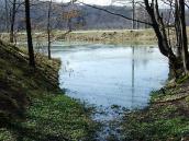 Вид на ставок з лісу