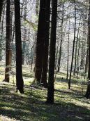 2013 р. Ліс біля стежки