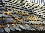 Гонти, порослі мохом