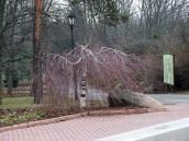 2015 р. Плакуче дерево