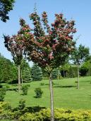 Дерева у розкрівті