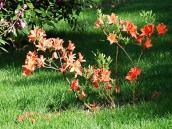 Квіти біля ротонди (21)