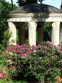 Квіти на тлі ротодни (21)