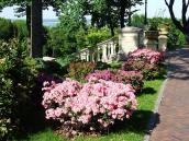 Квіти біль площадки руїн