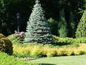 Пірамідальна ялинка