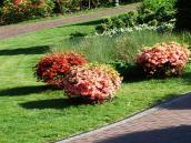 Купи квітів