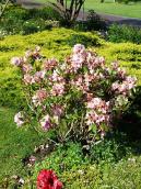 Газон з квітами (3)