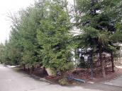 2021 р. Поле 17. Вигляд із центральної…