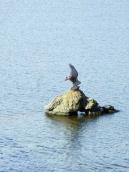 Камінь стирчить із води