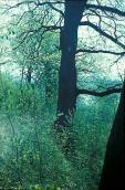 1977 р. Дуб у ботанічному саду біля…